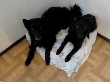 Far och dotter delar hundbädd